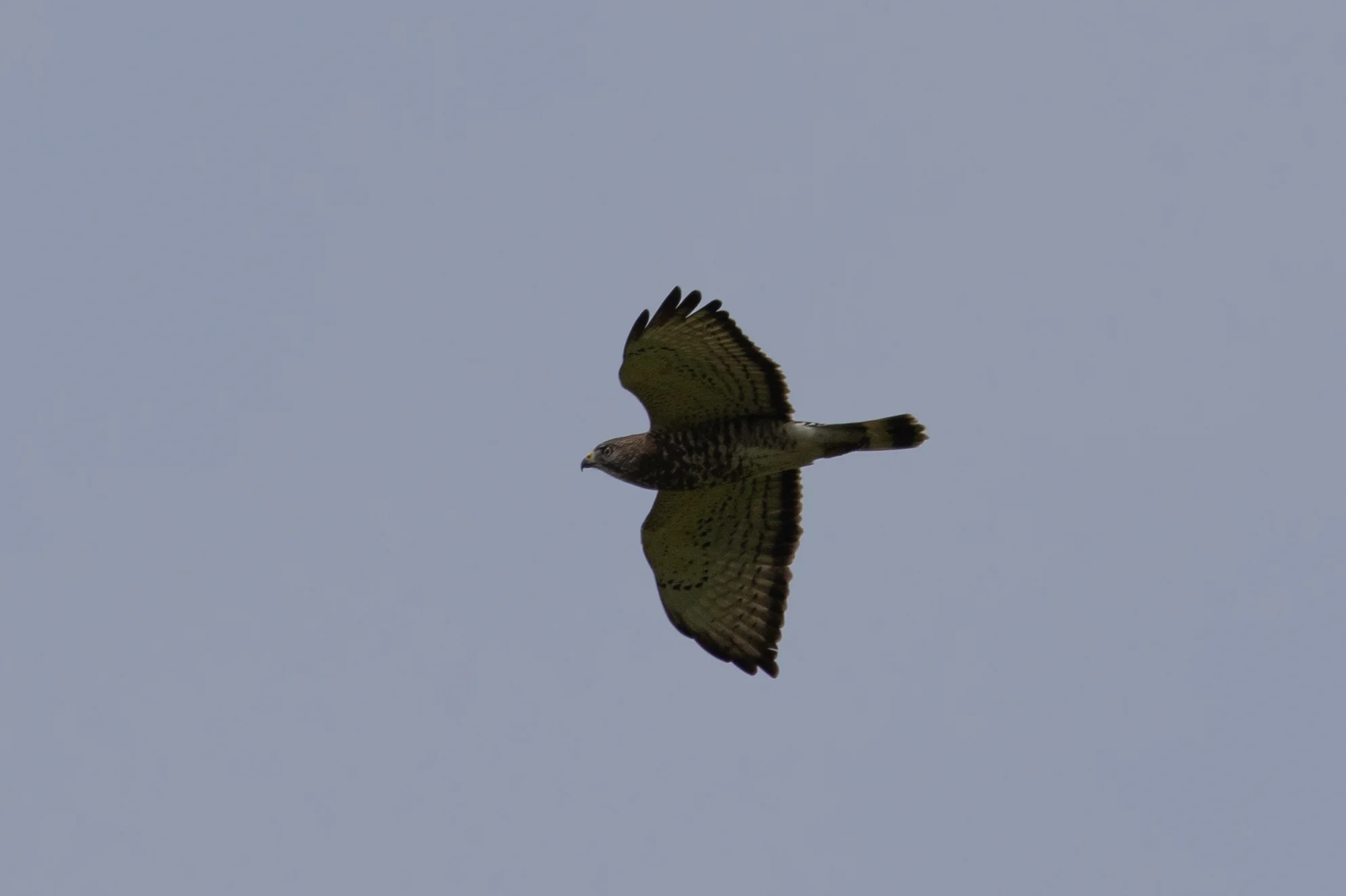 Broad-winged Hawk