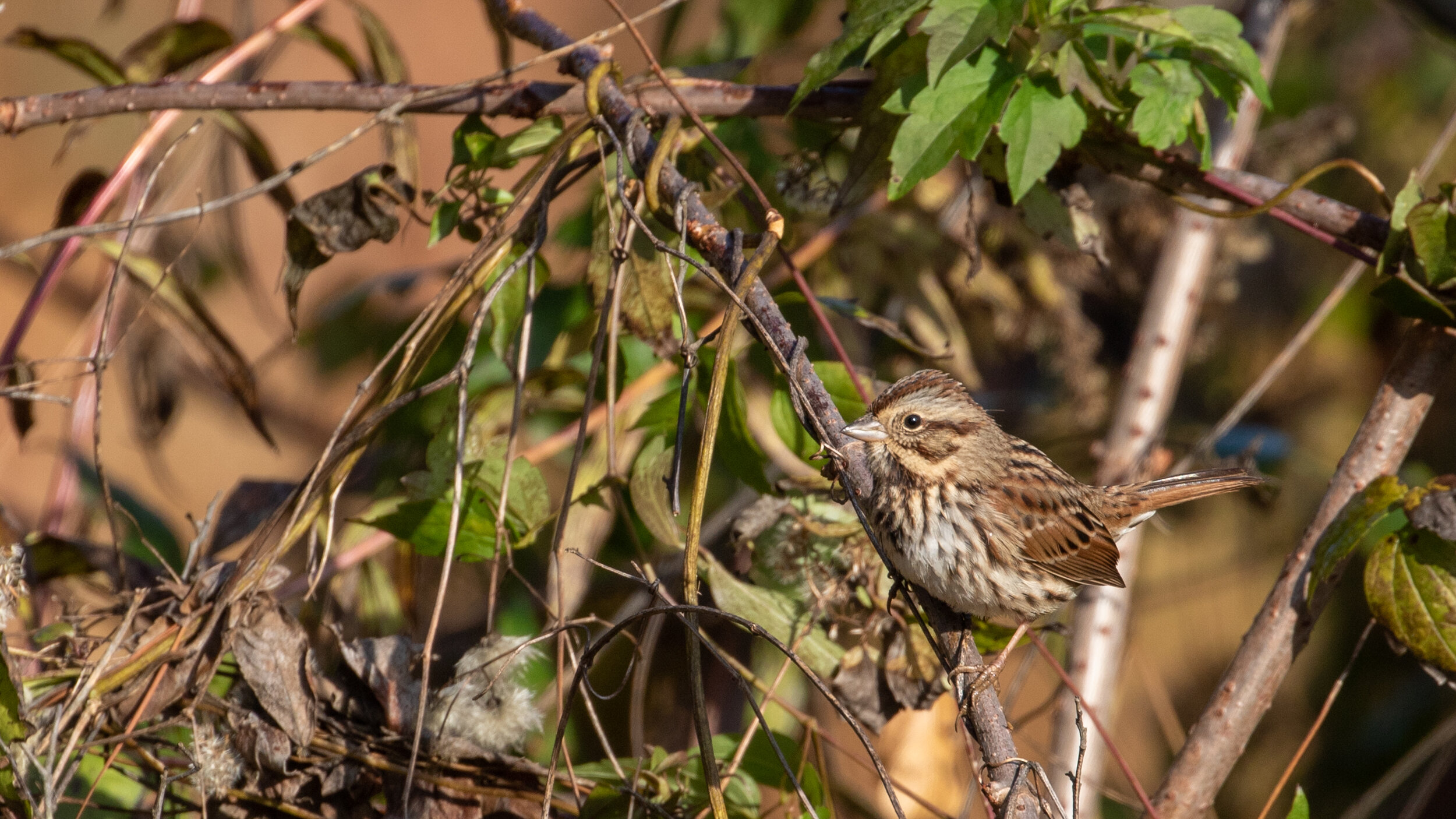 Song Sparrow, November 11, 2019