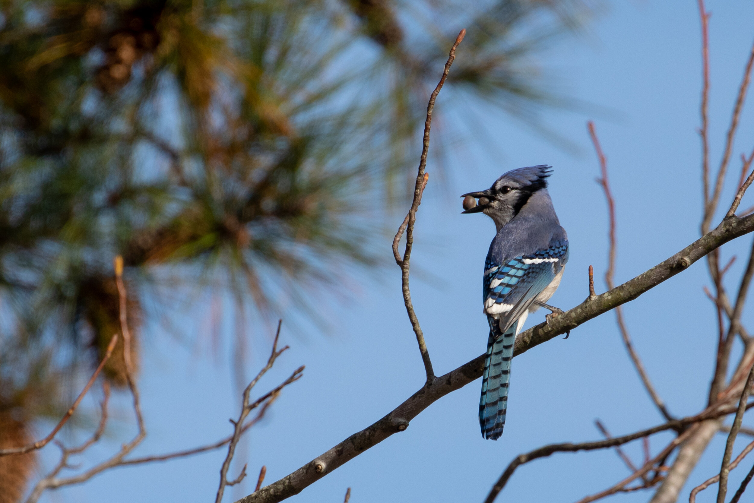 Blue Jay, November 11, 2019