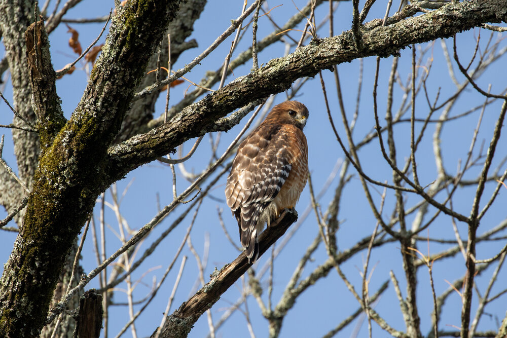 Red-shouldered Hawk, November 11, 2019