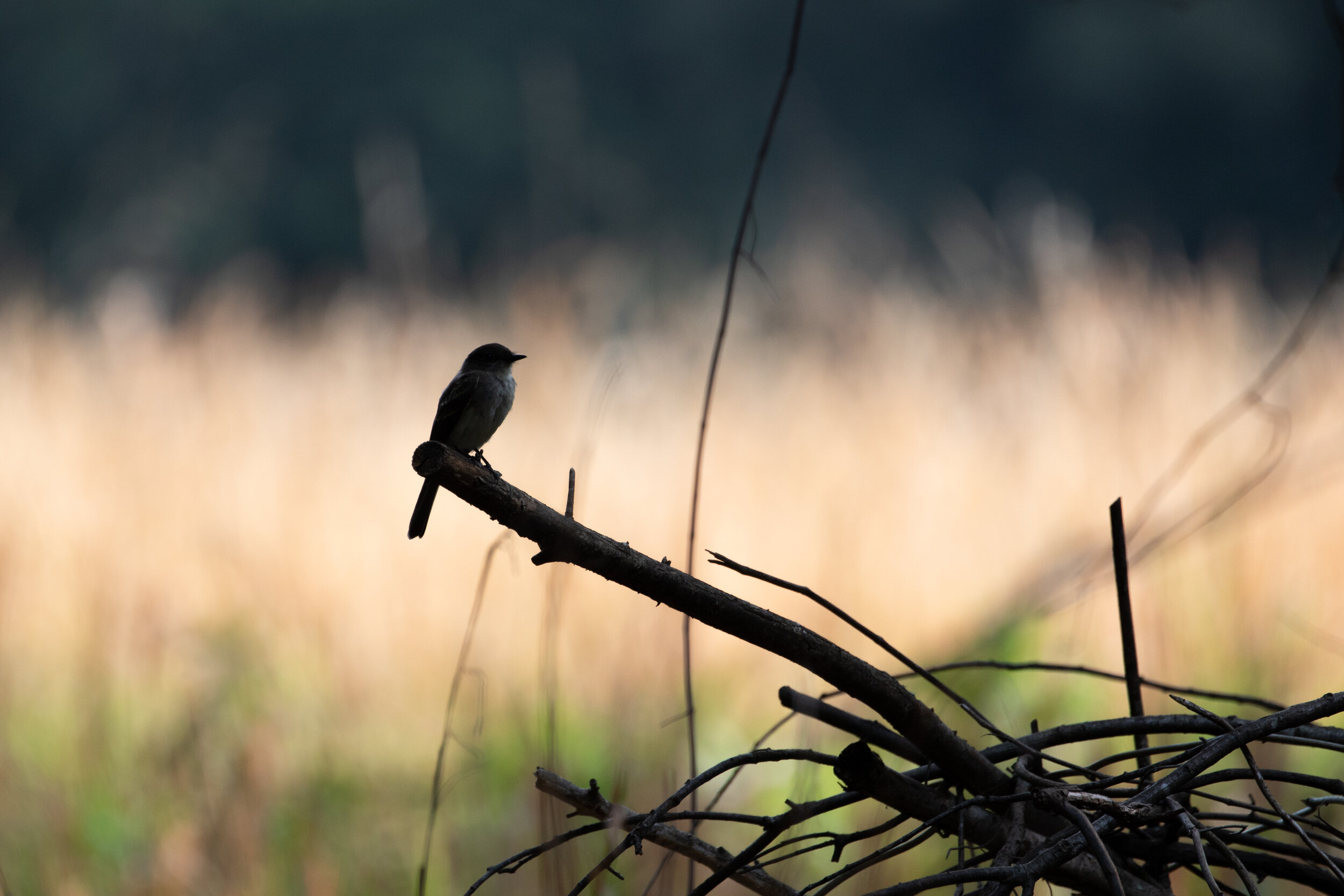 Eastern Phoebe, July 5, 2019