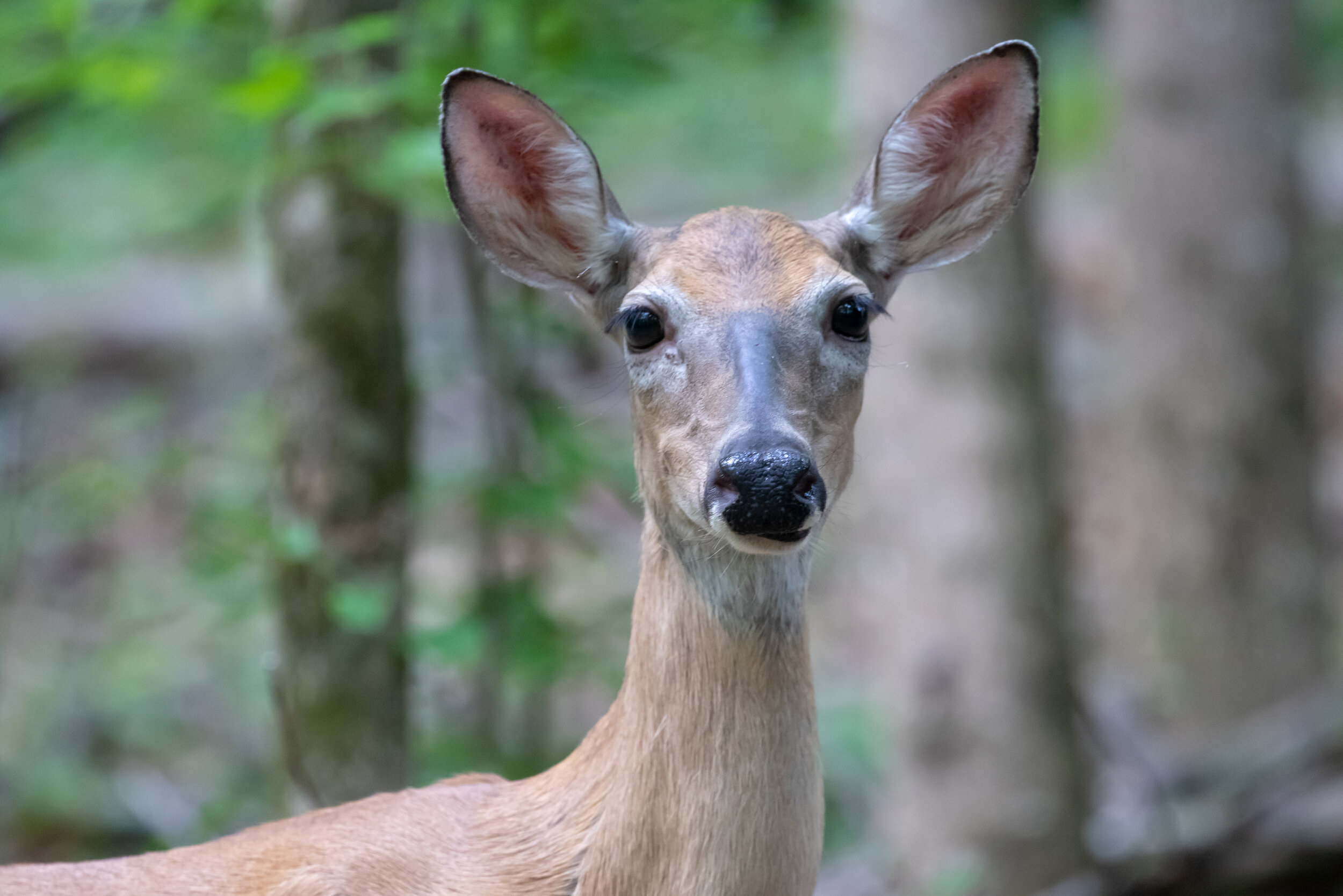 White-tailed Deer, July 5, 2019