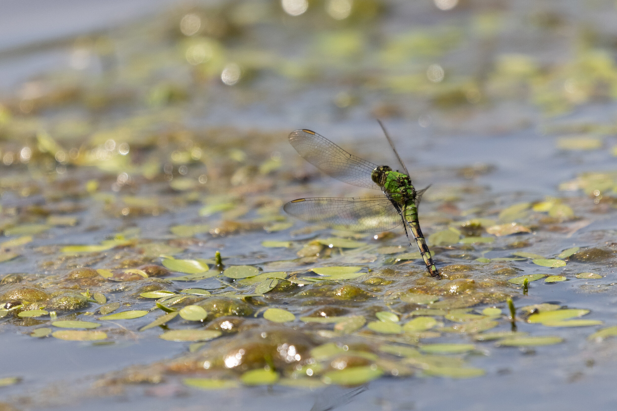 Eastern Pondhawk, May 9, 2021