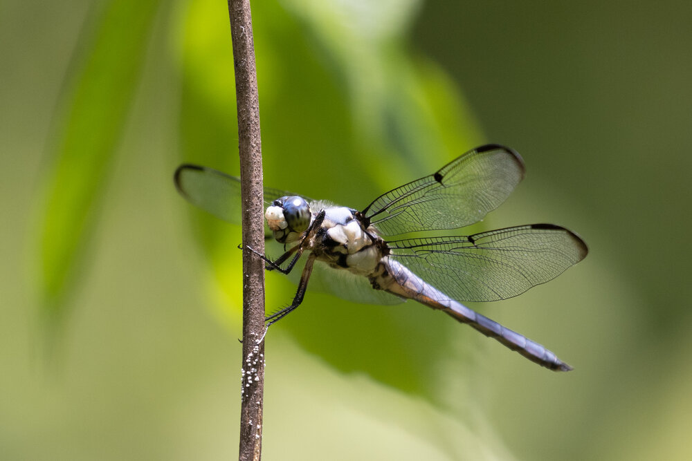 Great Blue Skimmer, May 31, 2021