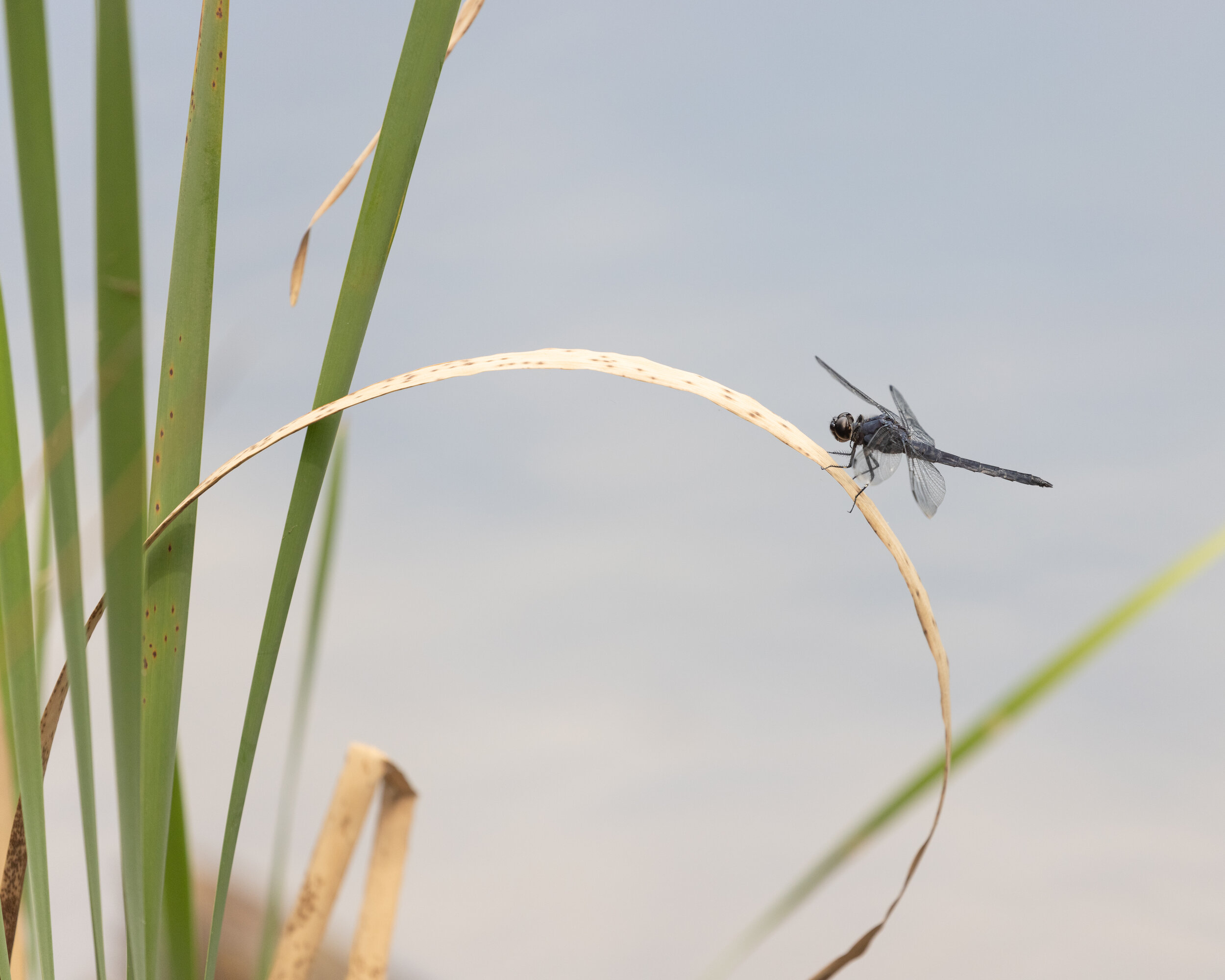 Slaty Skimmer, June 18, 2021