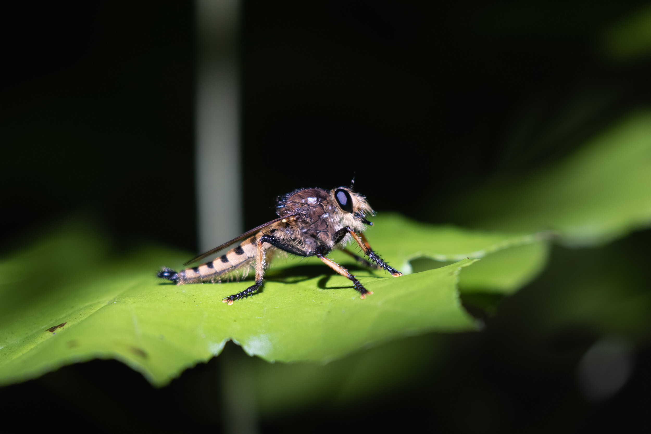 Red-footed Cannibal Fly, August 14, 2021