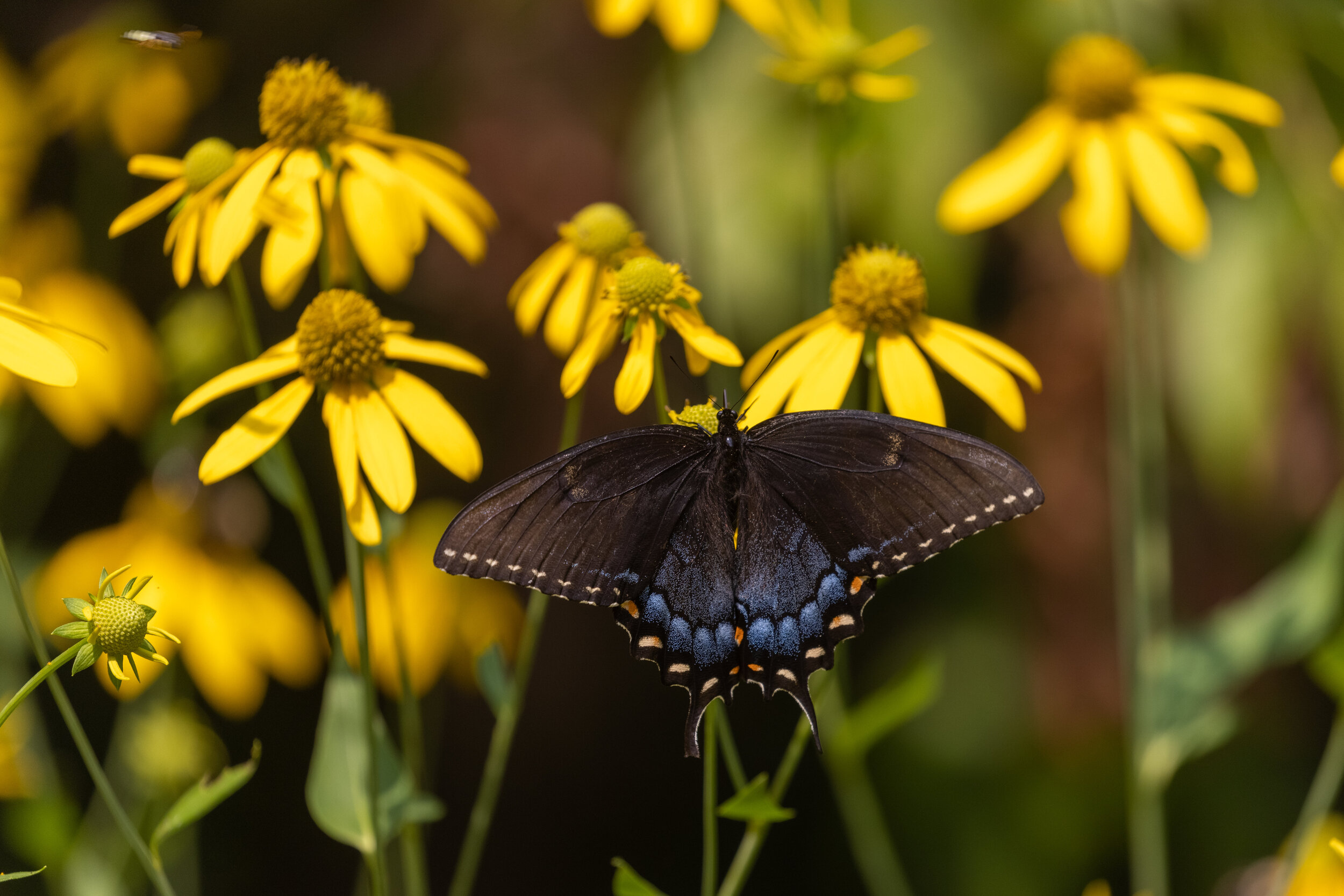 Eastern Tiger Swallowtail, July 31, 2021