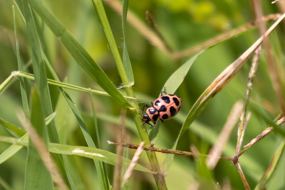 Spotted Pink Ladybeetle, July 11, 2021