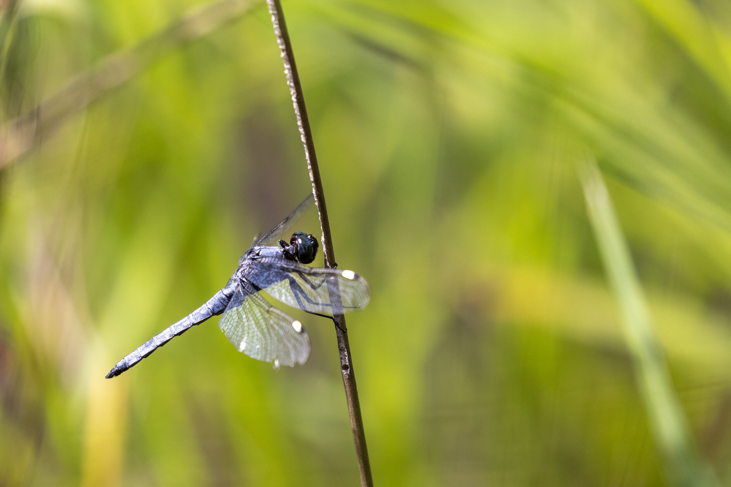 Spangled Skimmer, June 26, 2021