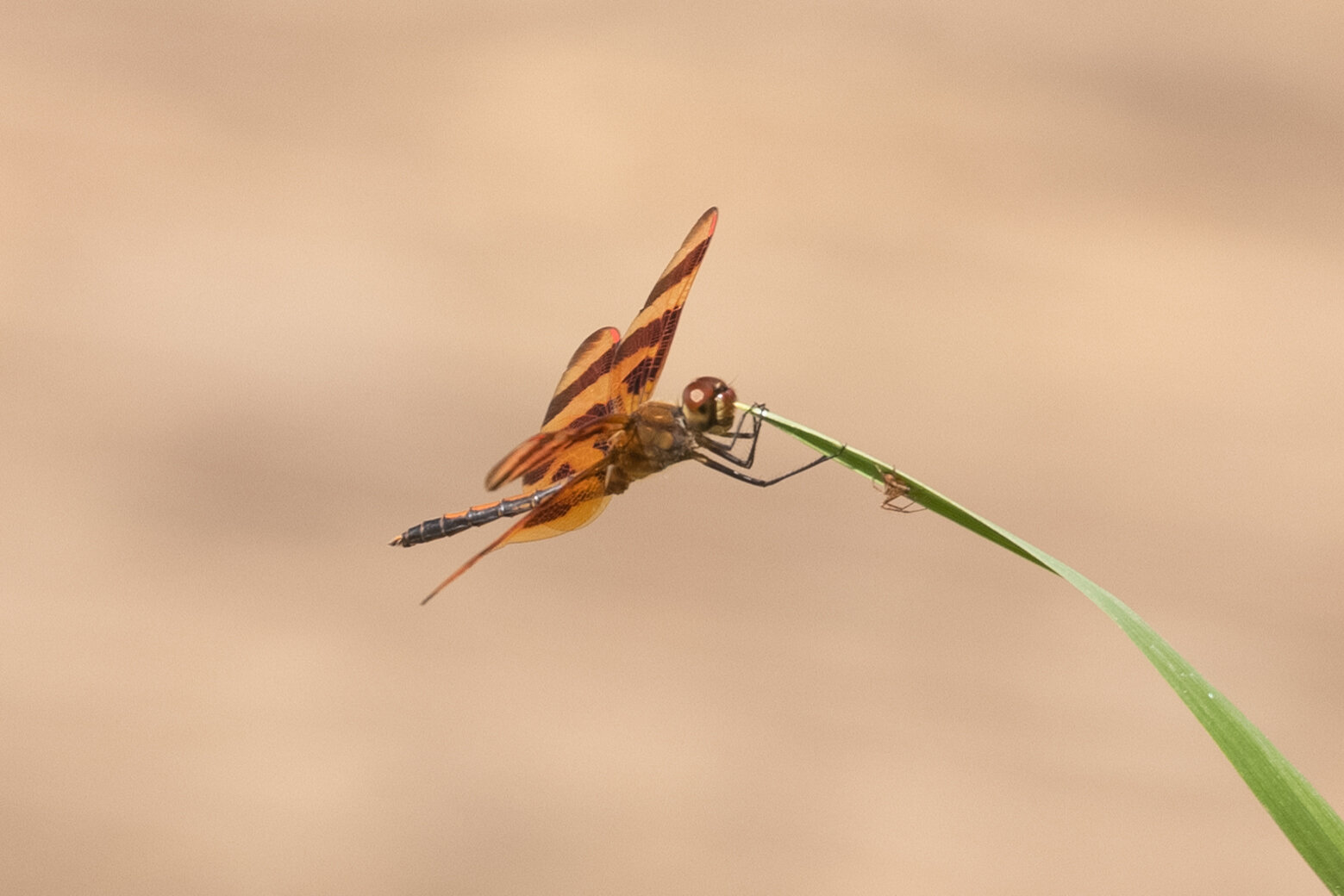 Halloween Pennant, September 2, 2021