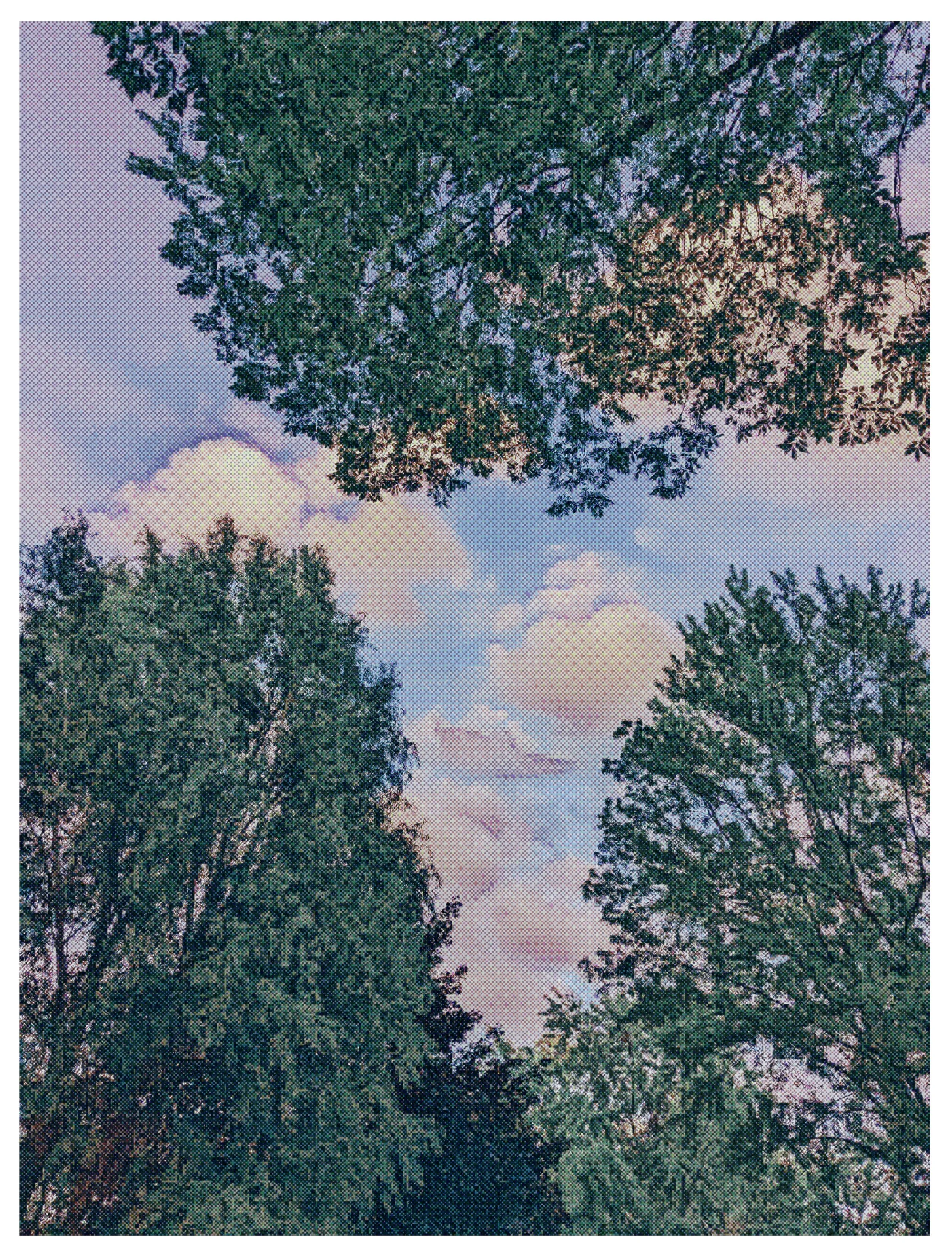 Looking up Through Trees 2023