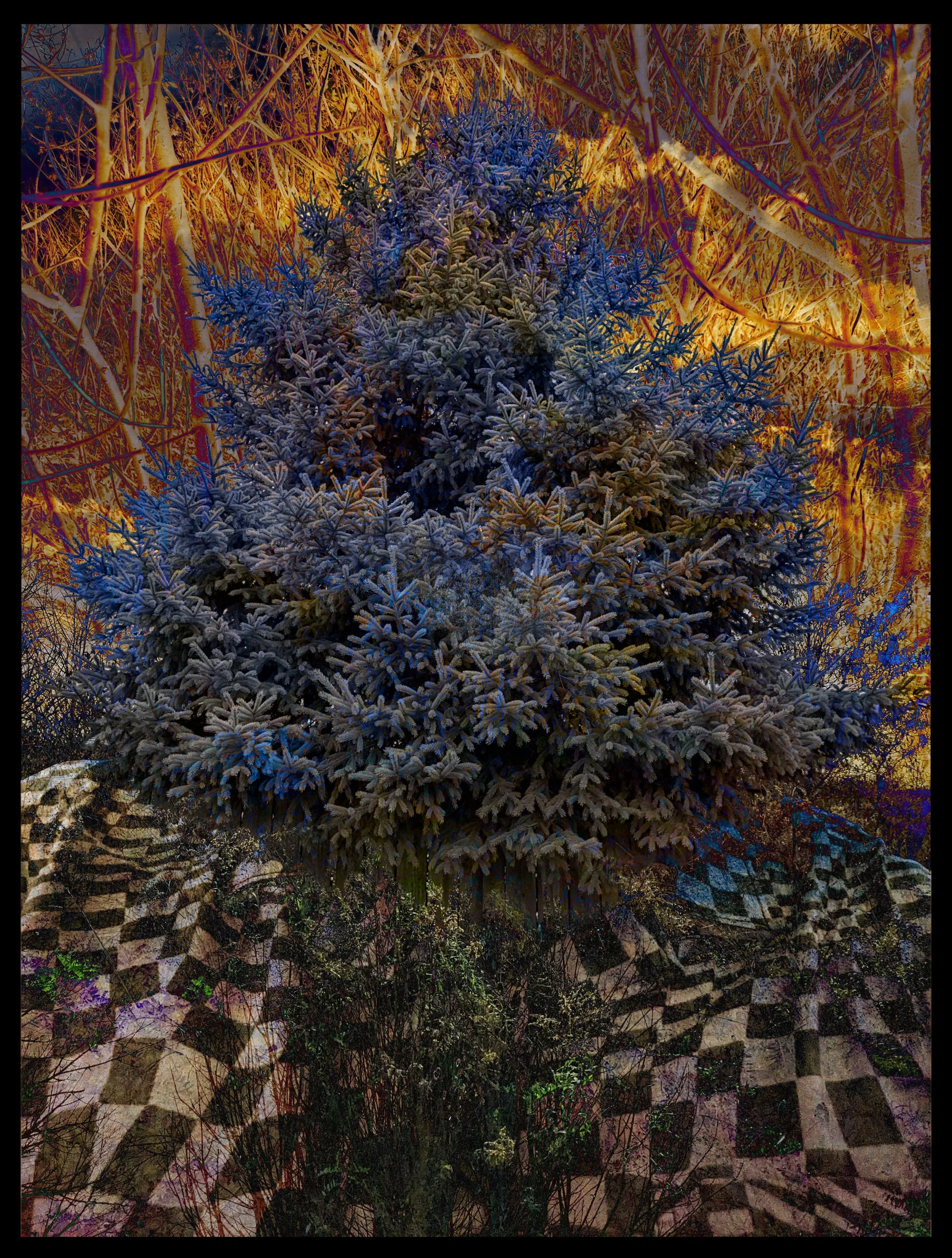 Portrait of Tree #6 2023