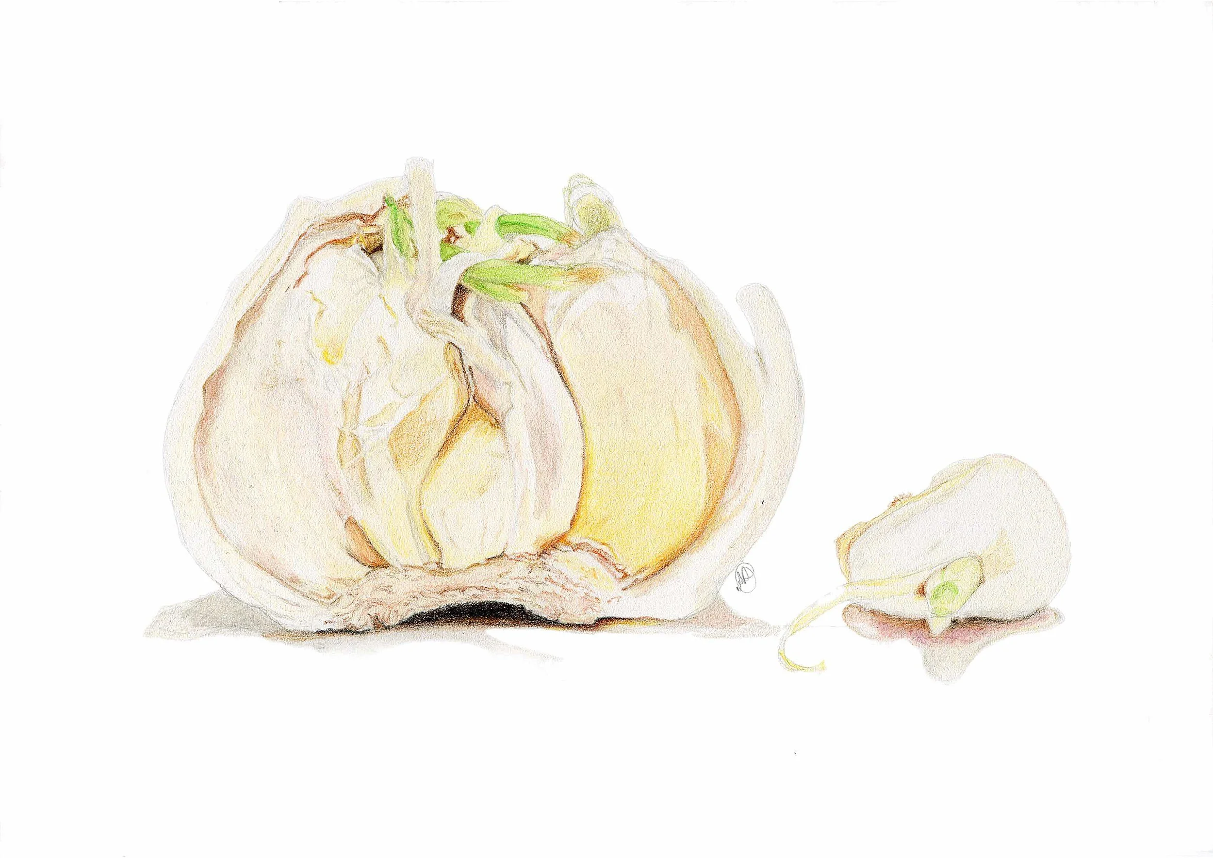 Garlic Illustration - with signature - sharpened.jpg