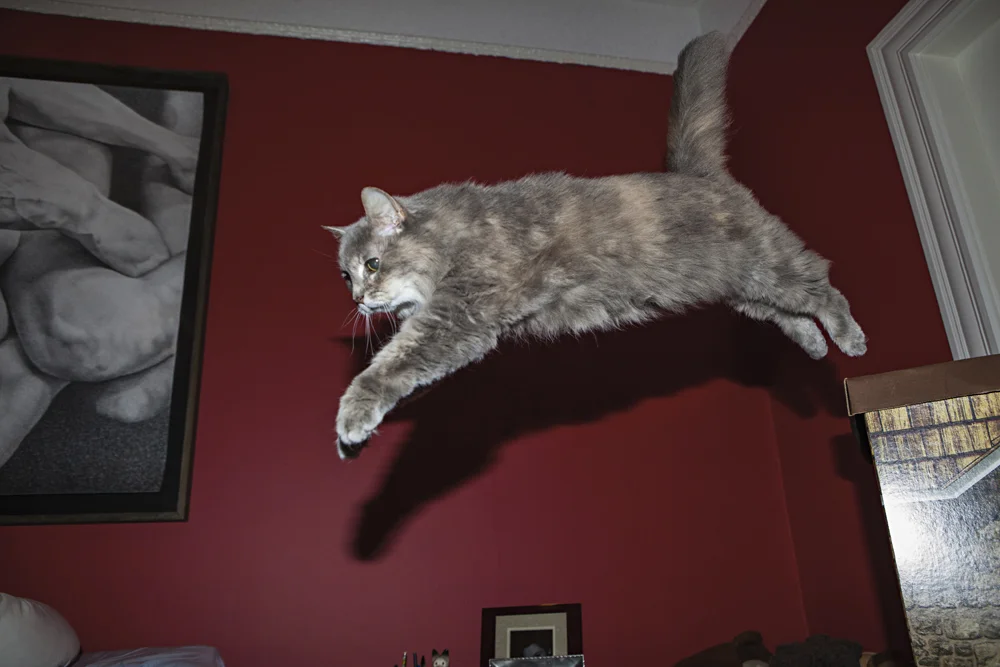 Jumping Cat, 2013 - Geoffrey Ellis