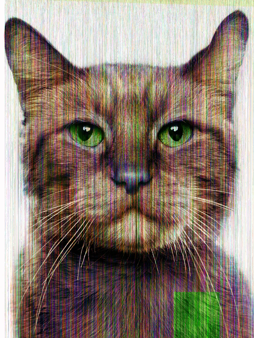 Glitch Cat (Morris), 2014 - Jill Greenberg