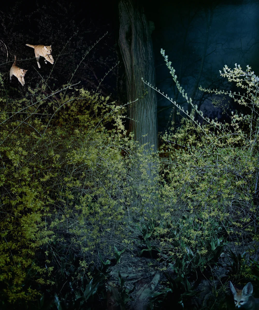Flyers and Fox, 2008 - Sarah Wilmer