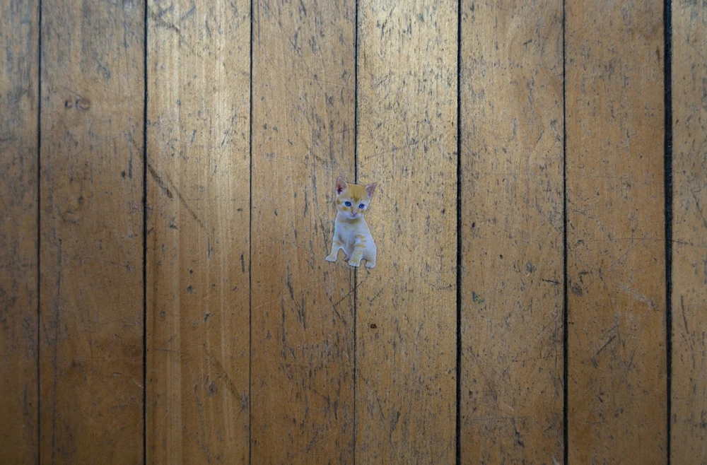 Kitten on the Crack, 2013 - Lex Thompson