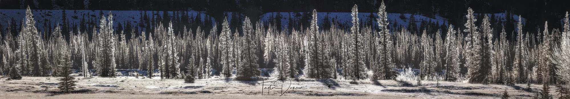 Frosty Pines