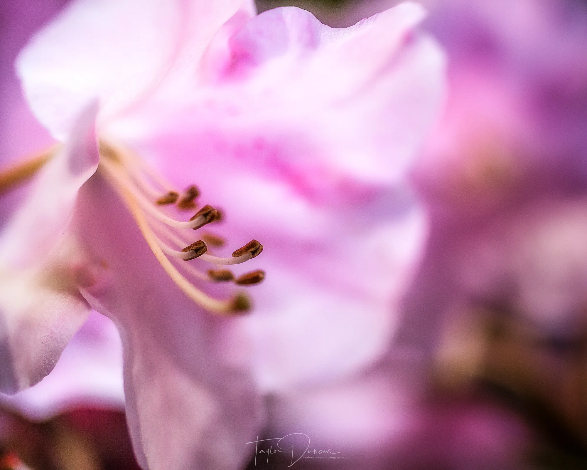 Spring Bud