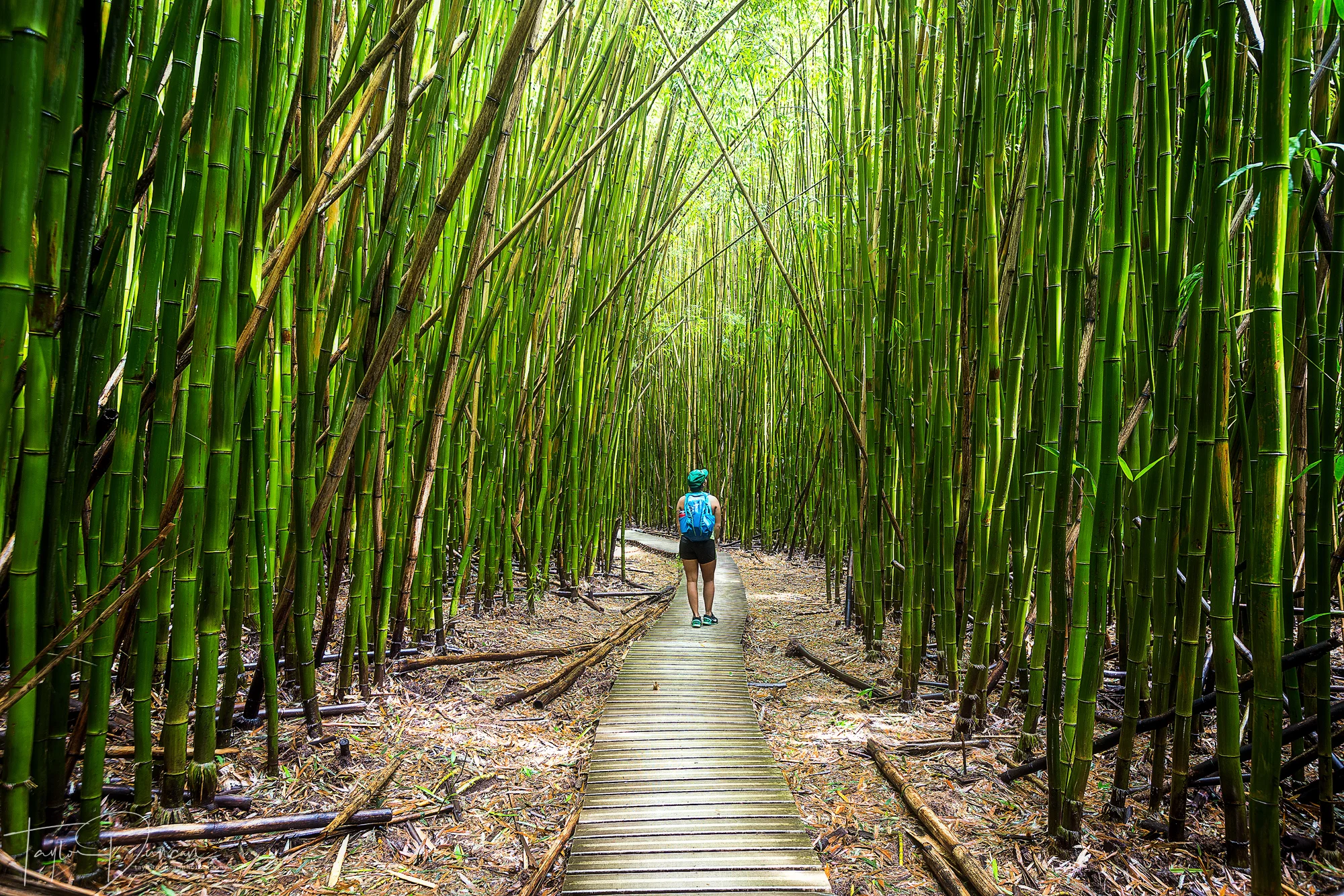 Bamboo Awe
