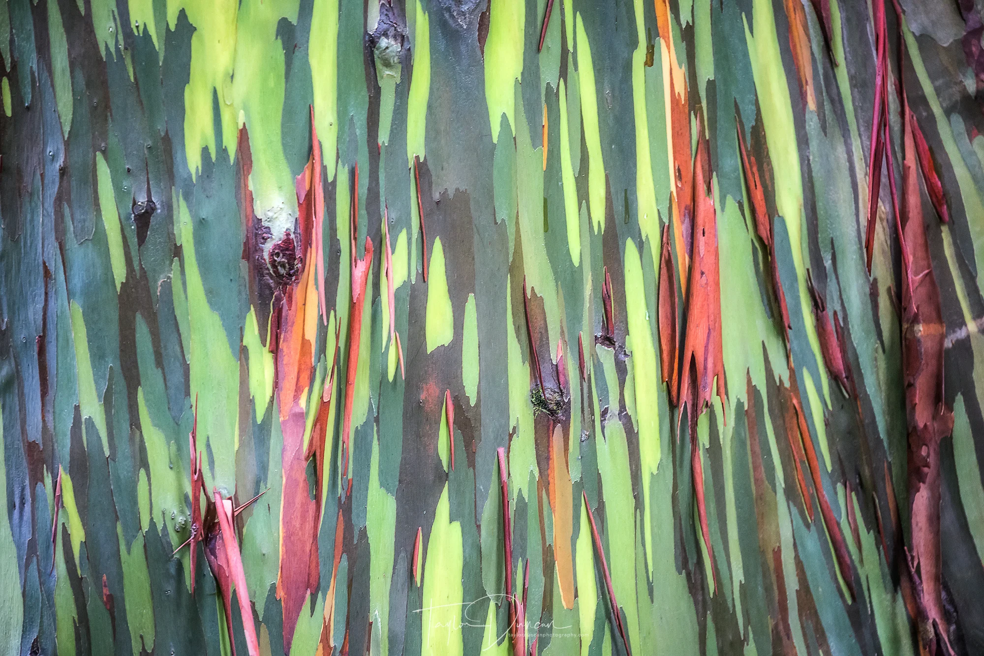 Rainbow Eucalyptus