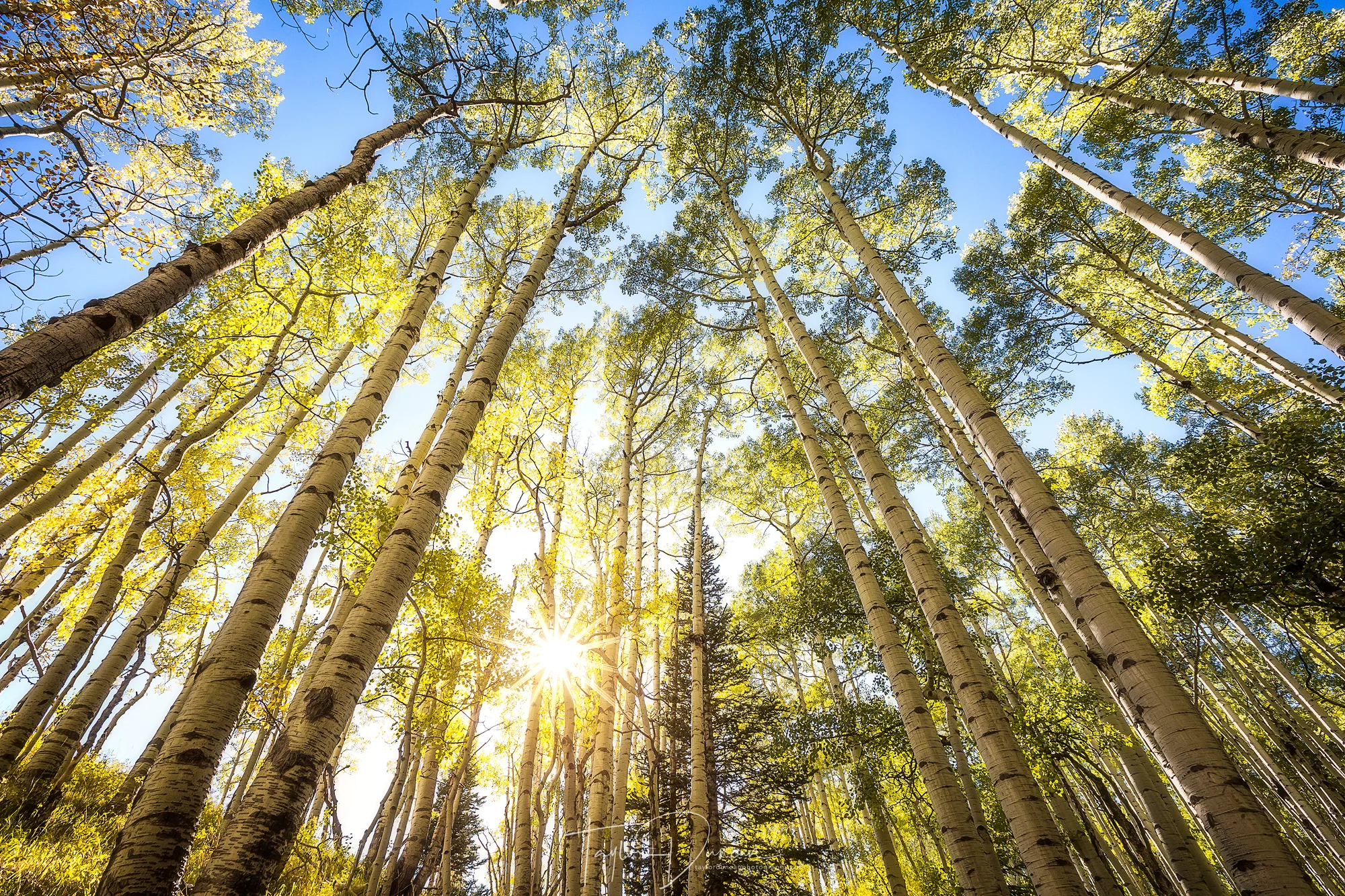 Aspen Star