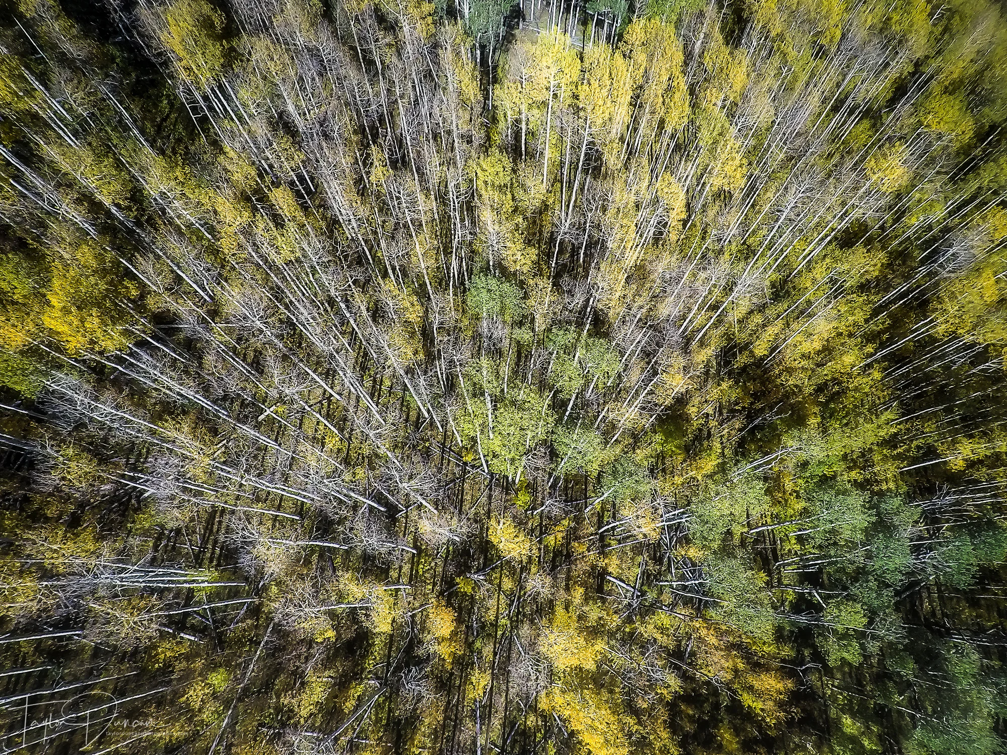 Above The Aspens