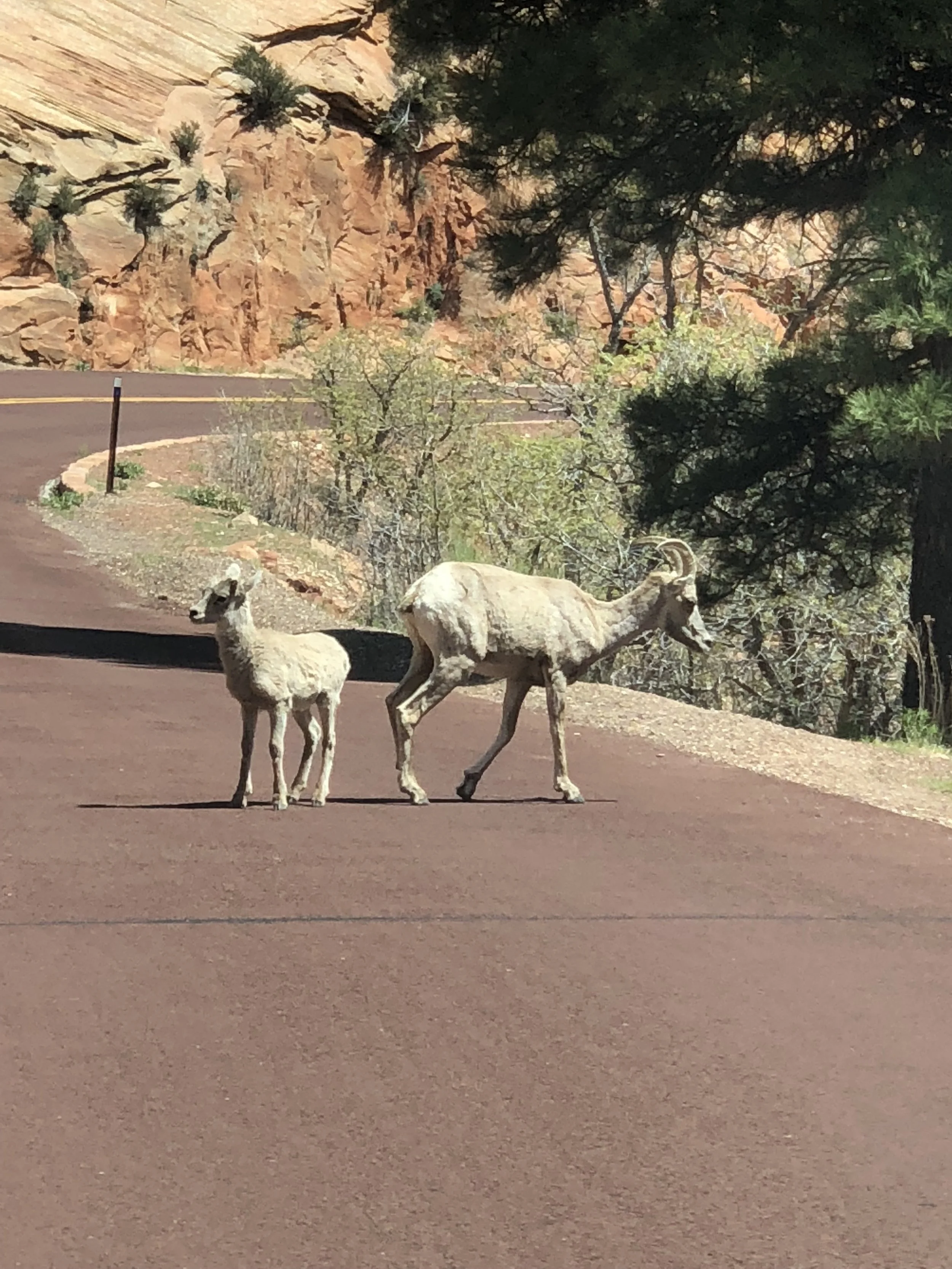 We found some mountain goats driving through Zion!
