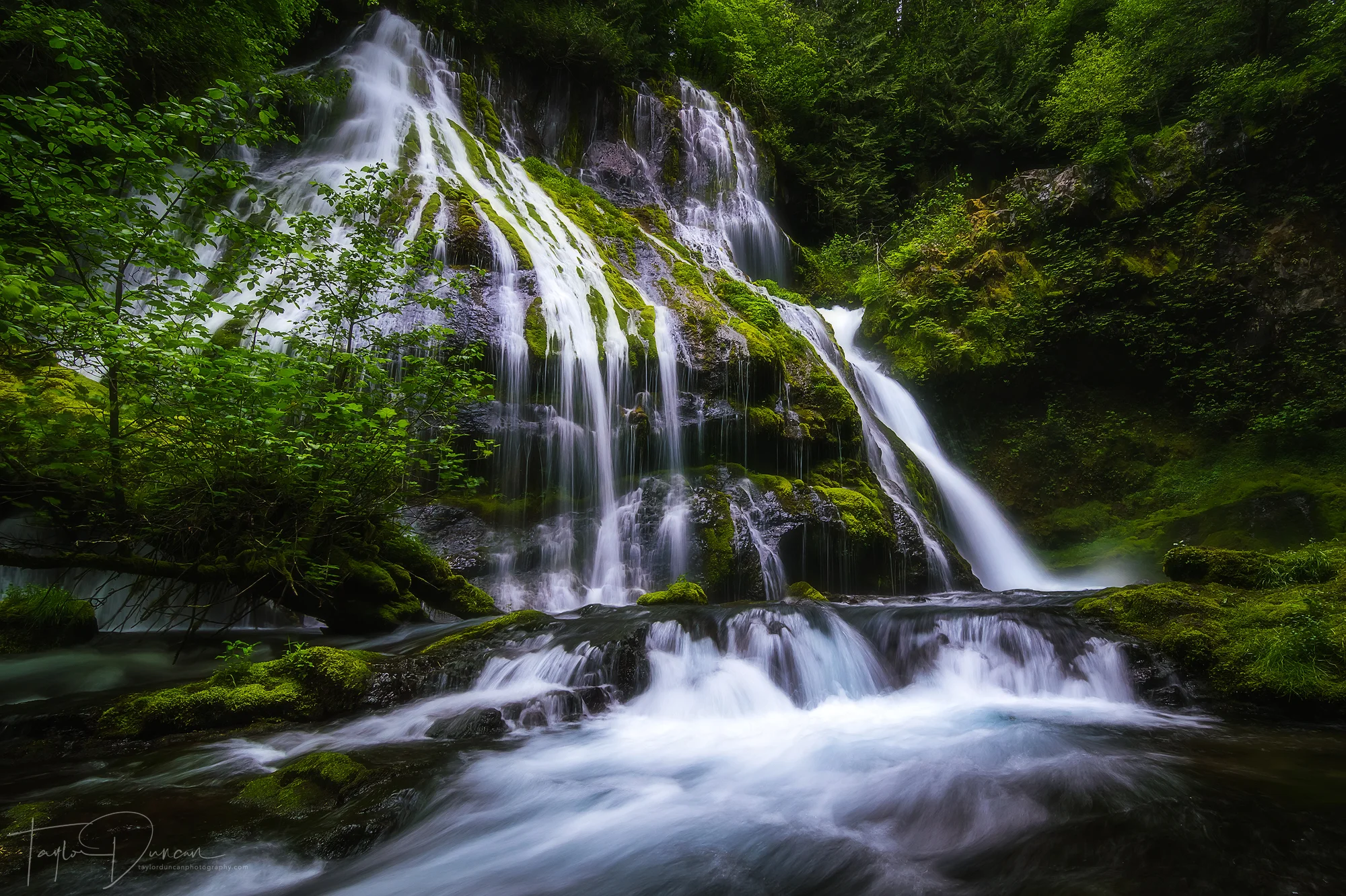 Panther Creek Falls surrounded by greenery