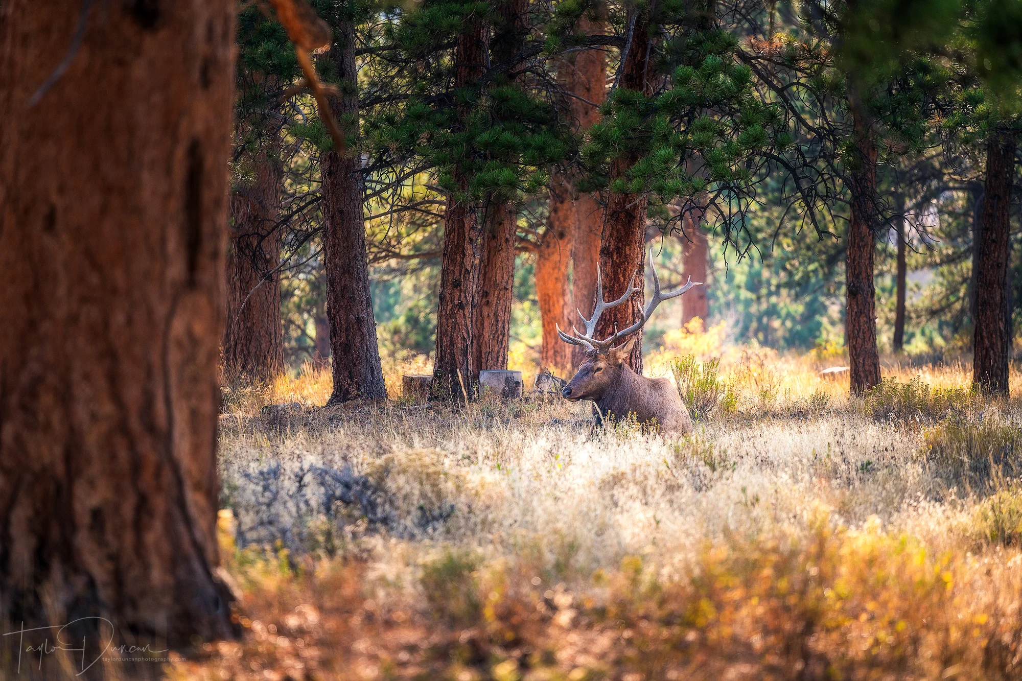 Resting Elk