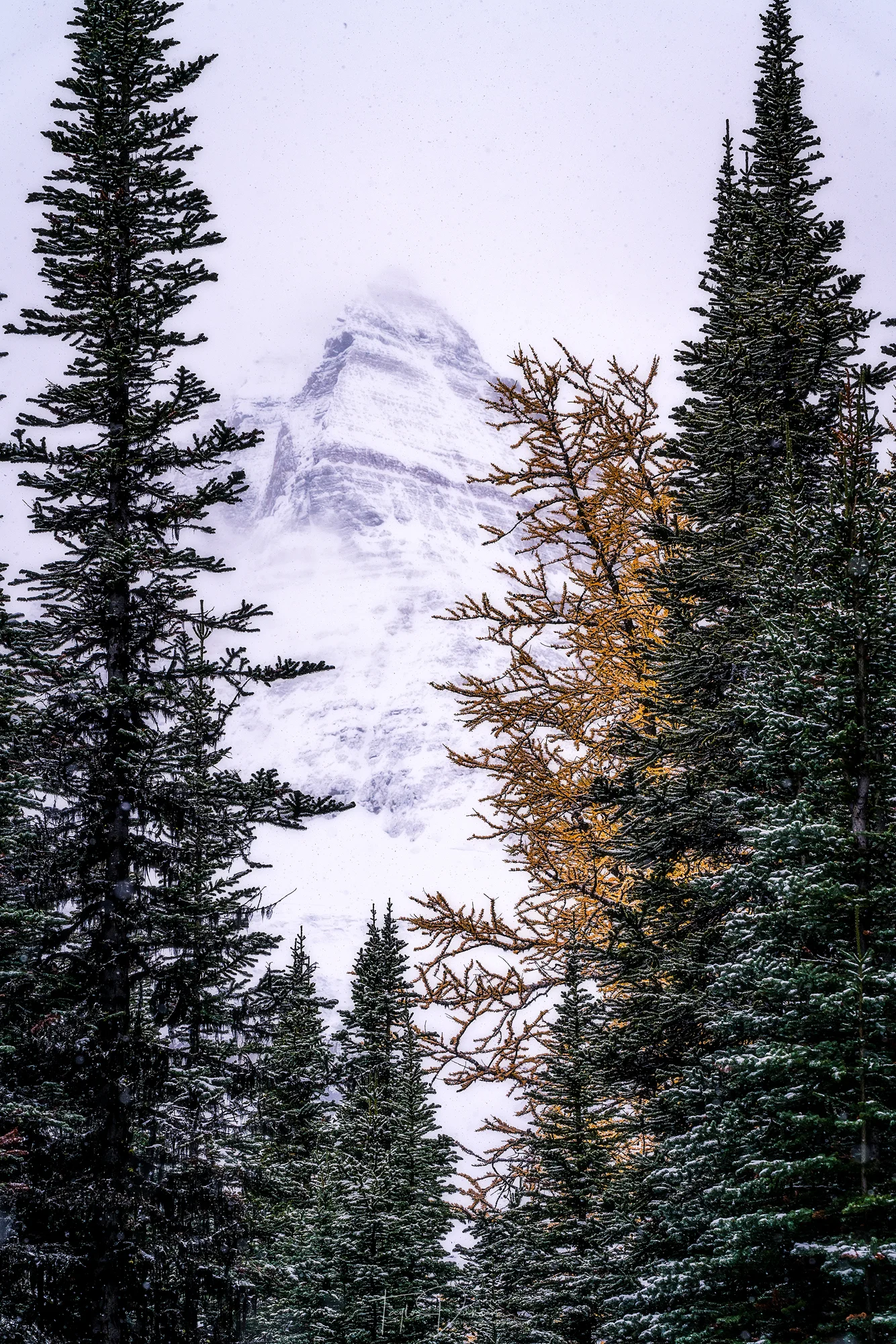 Clouded Assiniboine