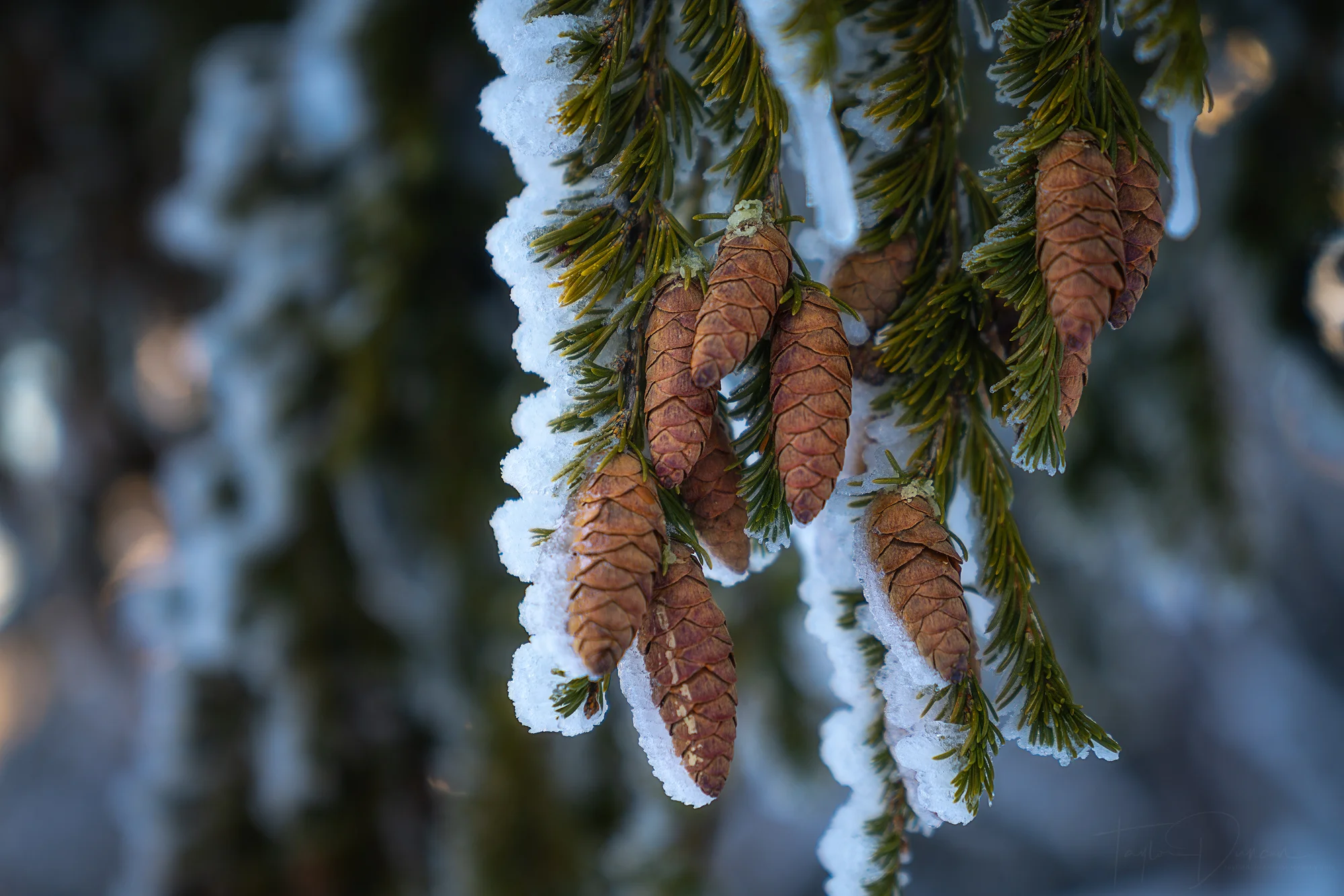 Pine Cones
