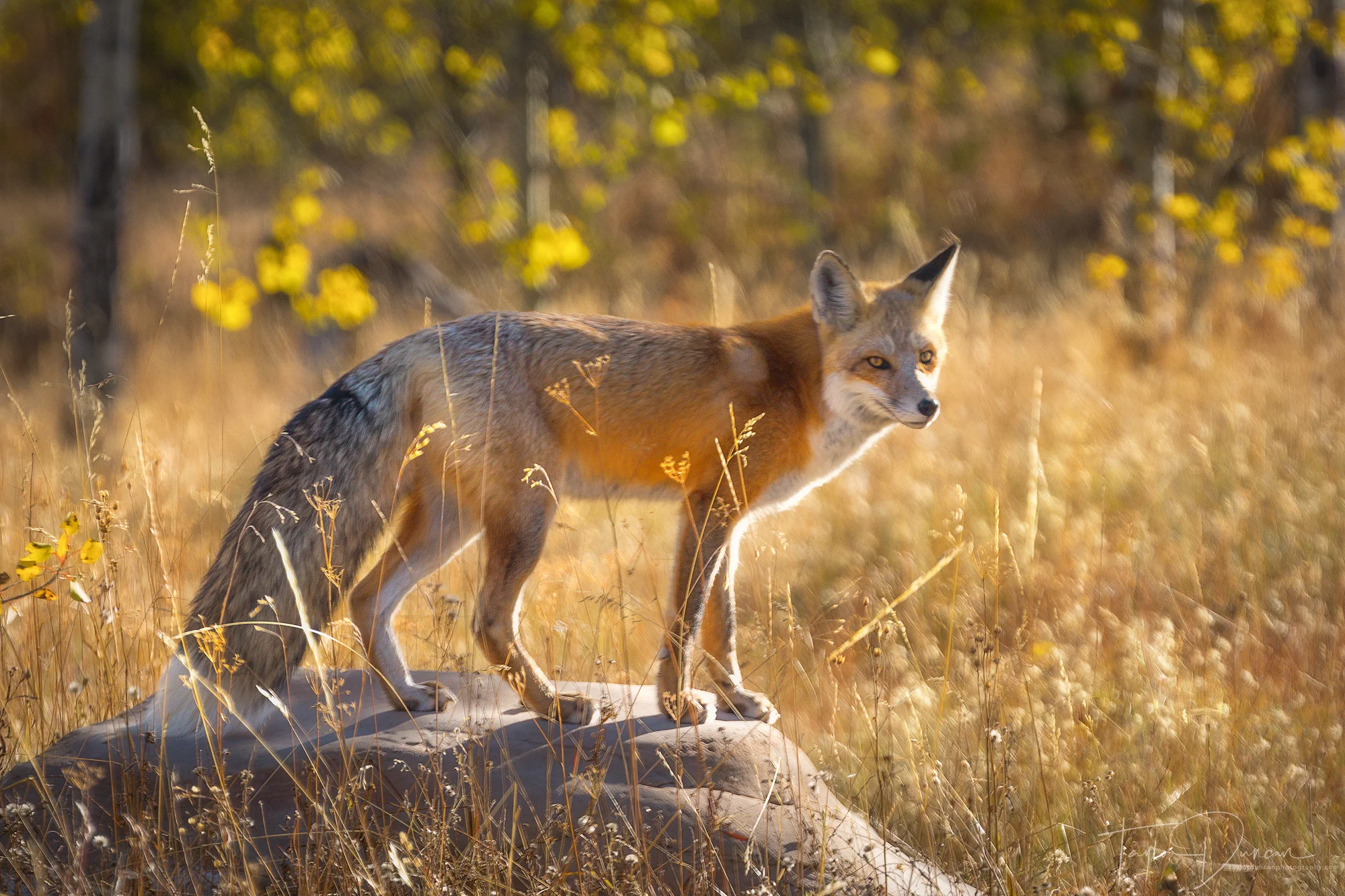 Golden Fox