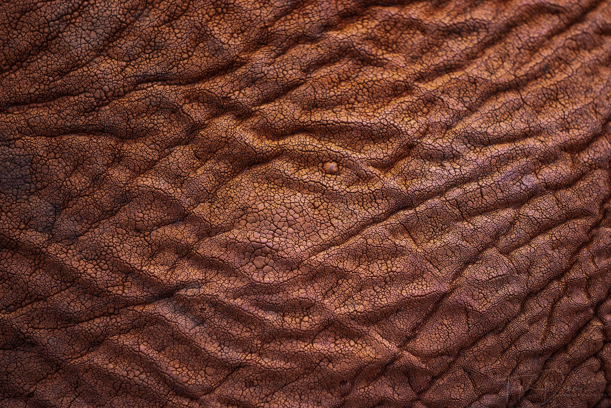 Elephant Skin