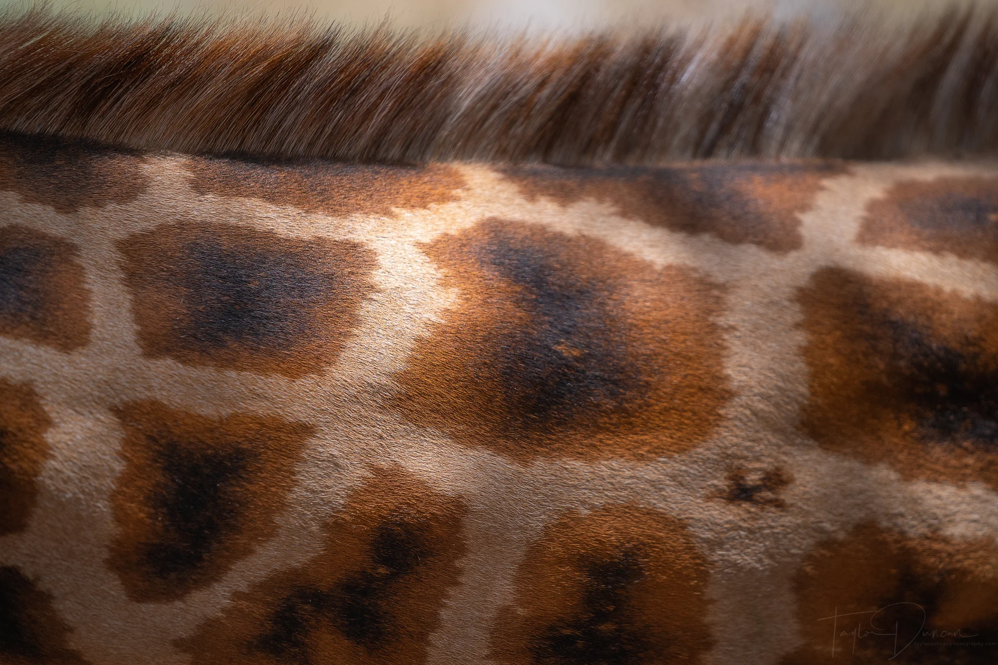 Giraffe Neck