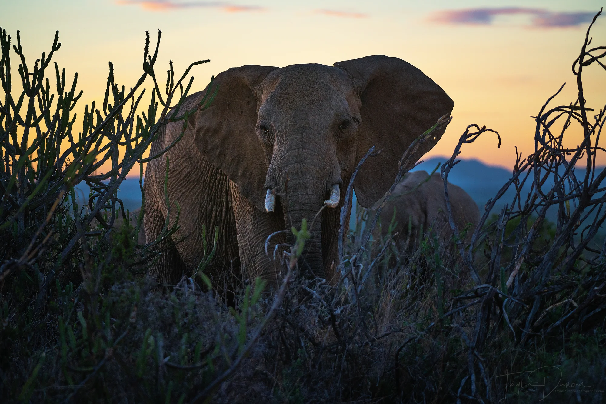 Concealed Elephant