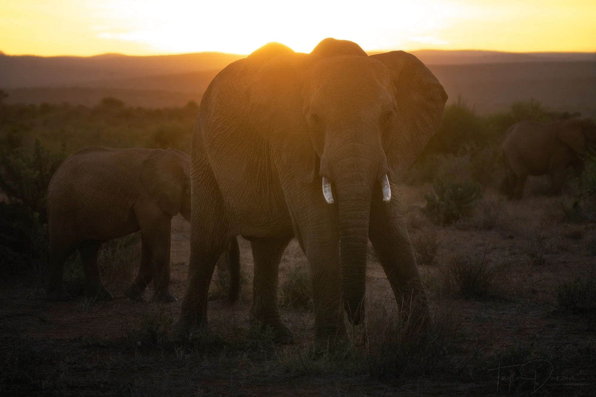 Elephant Sunrise