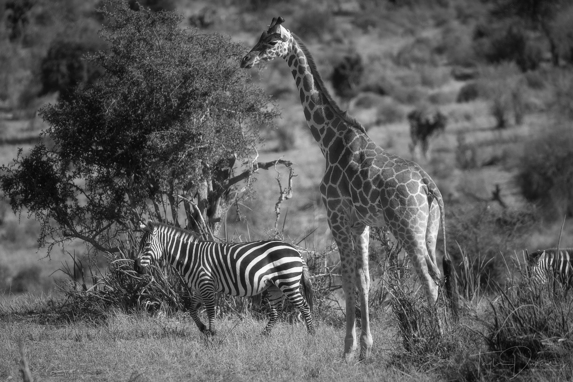 Classic Safari