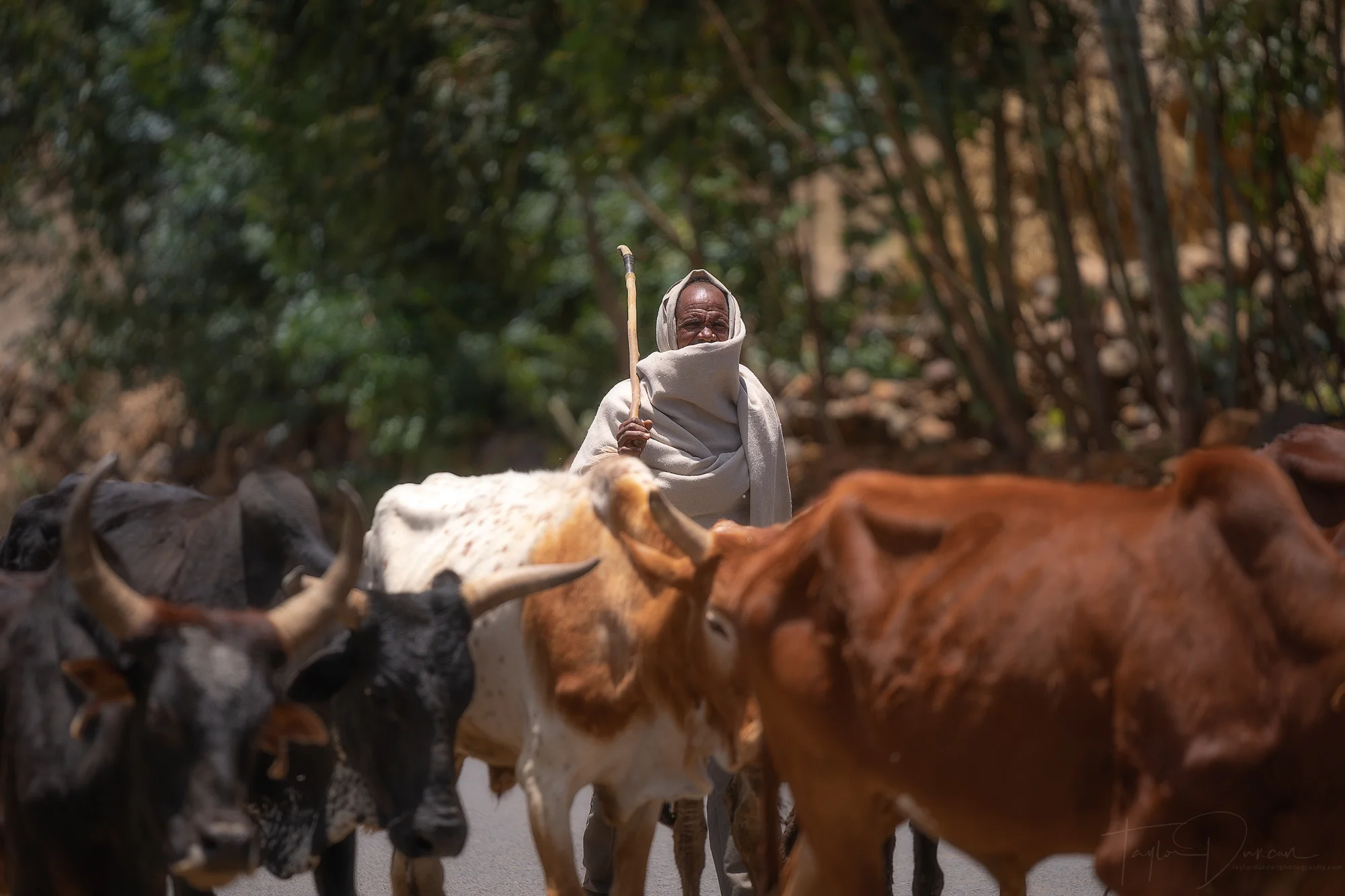 Ethiopian Cowherd