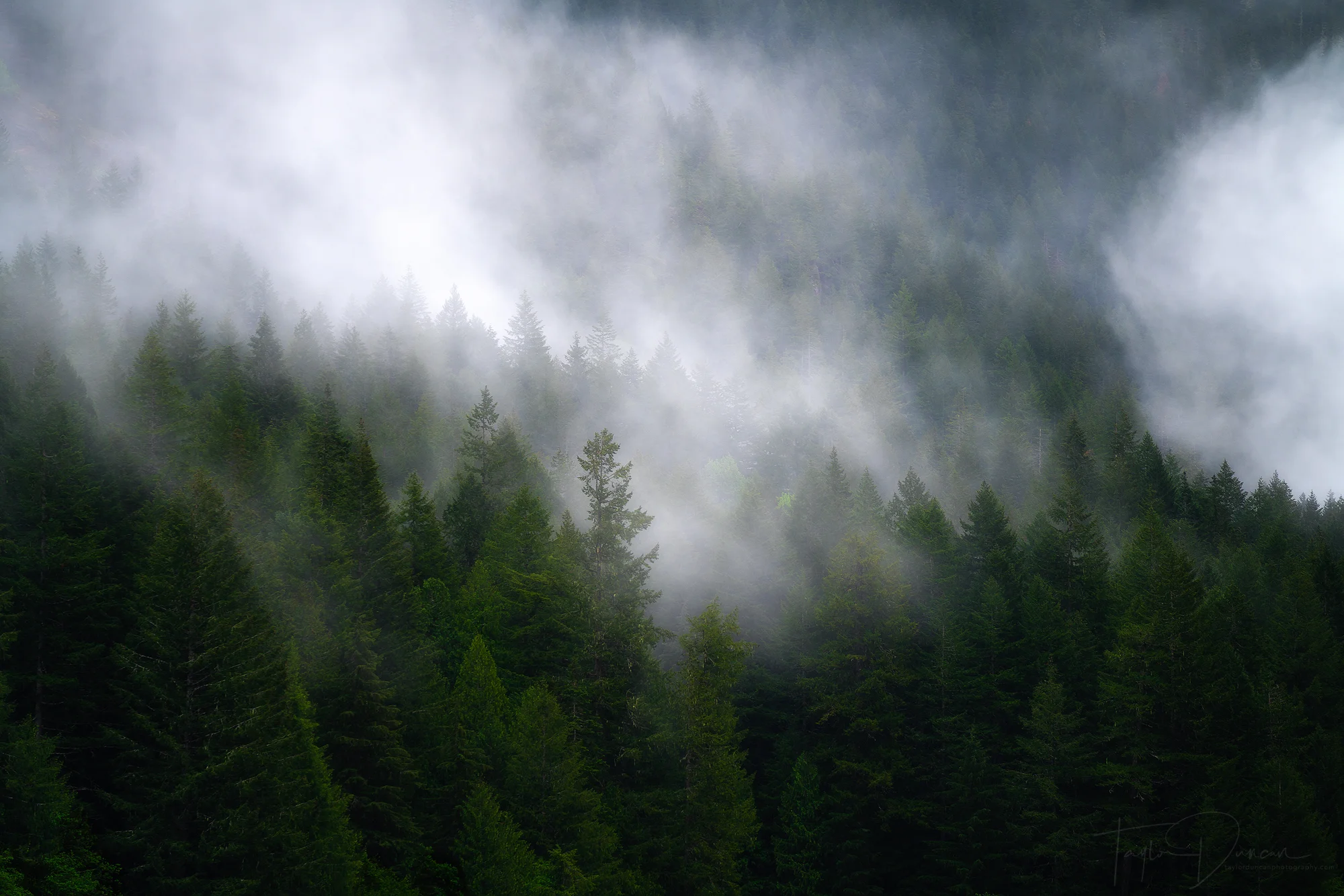 Foggy Cascades
