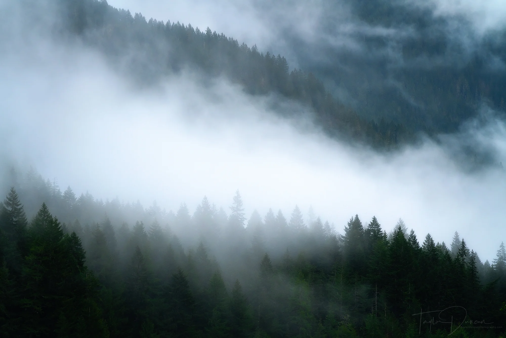 Moody Forest
