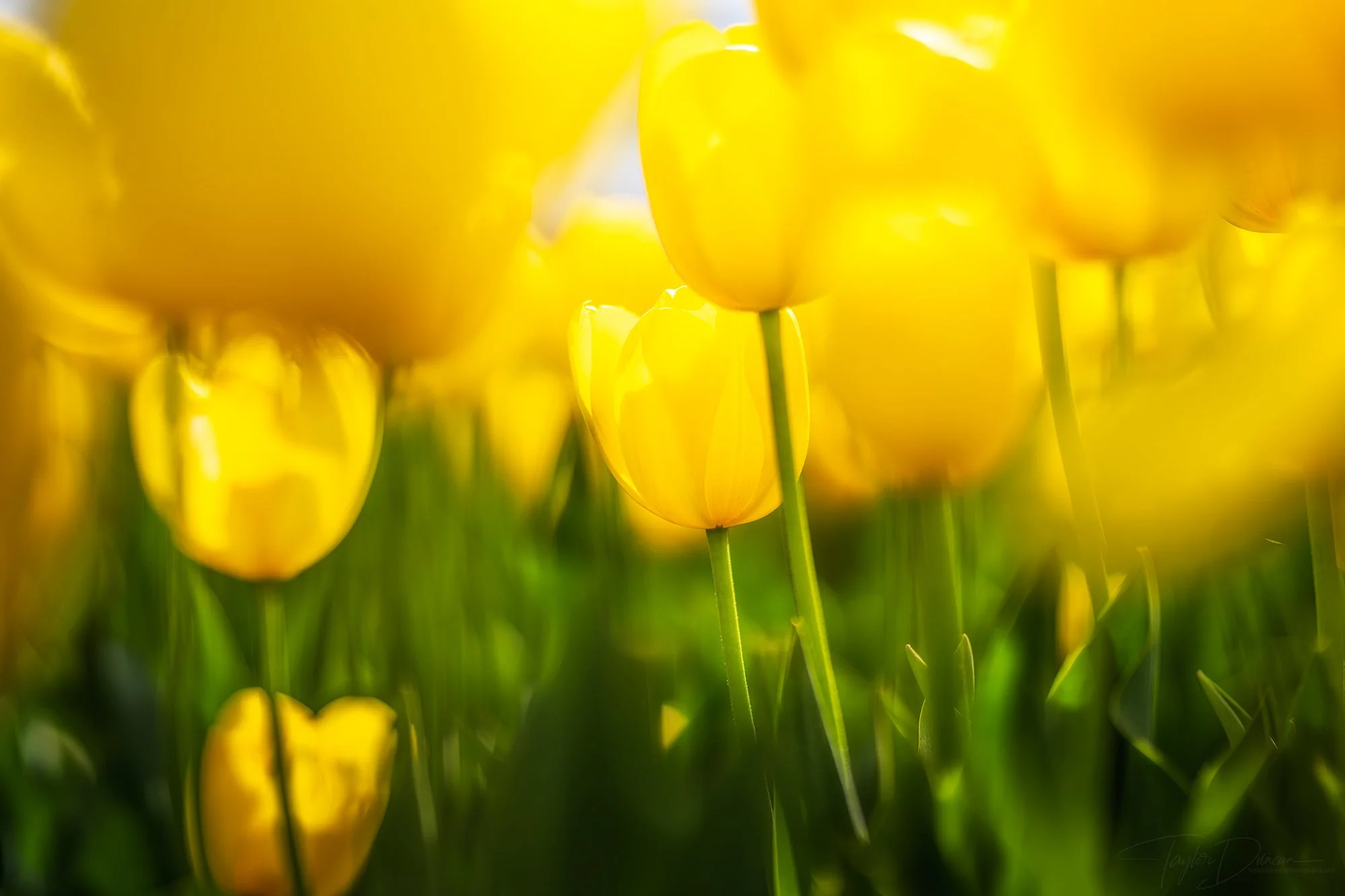 GoldenBloom.jpg