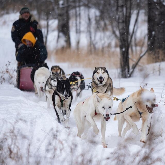 Shooting the Red River Metis Expedition in Ontario. Dog sled is travelling from Kenora back to Winnipeg. 🐕🎥