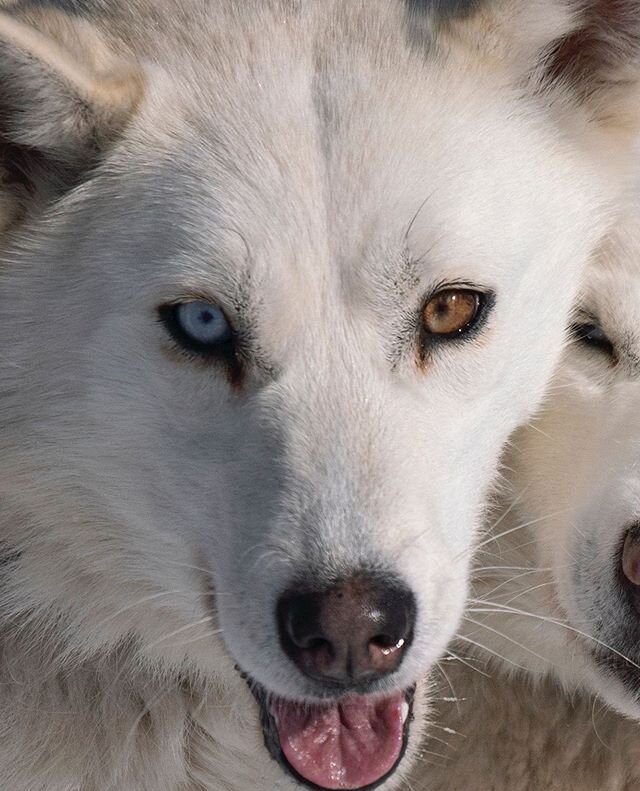 One of the handsome leaders on the dog sled trail today.