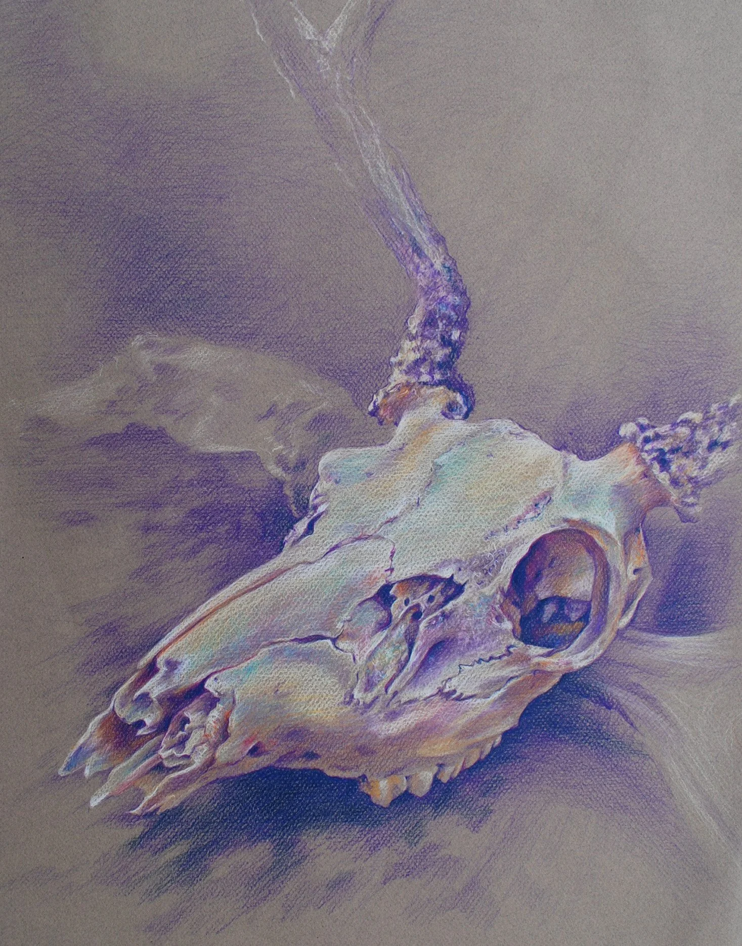  Animal Skull Study [Colored Pencil] 