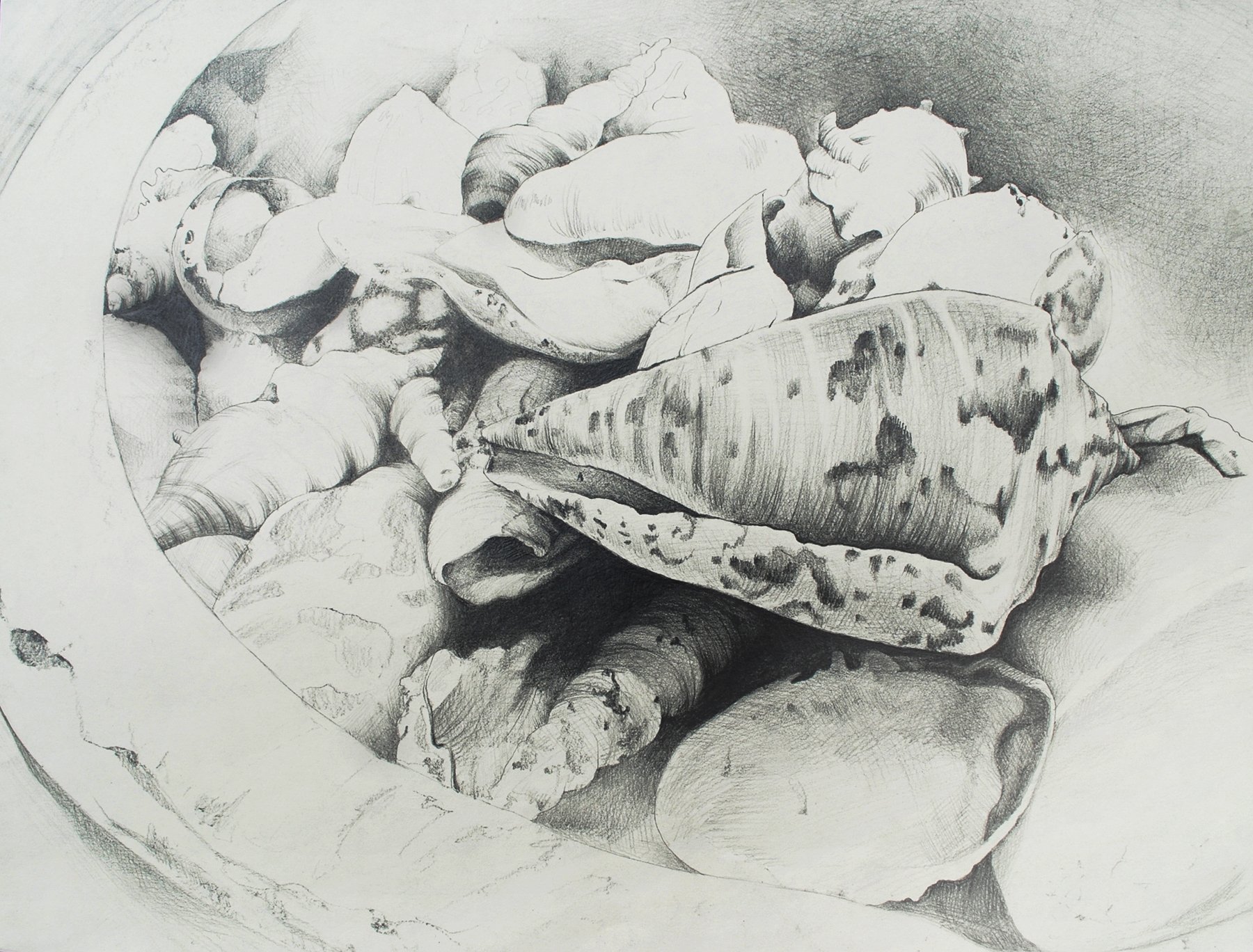  Shell Still Life [Graphite] 