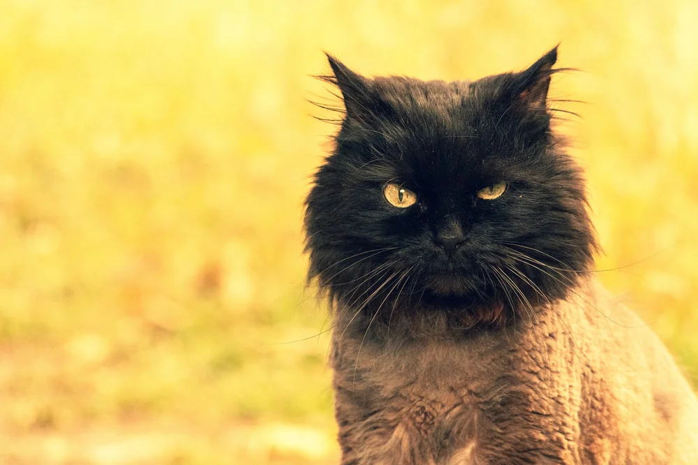 What is Lowest Haircut You Can Groom Your Cat: Ultimate Guide