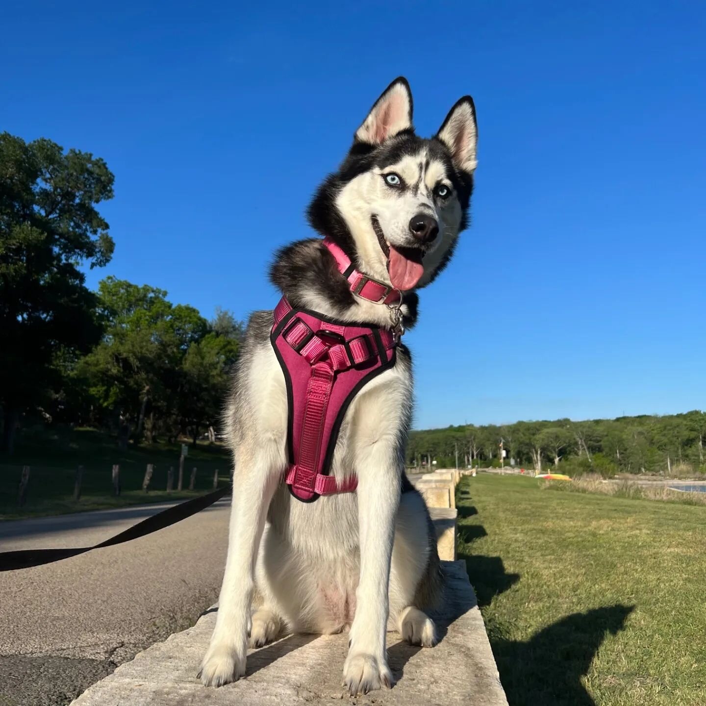 We love our furry guests! Browse through our pet-friendly units on our website for your next getaway! 🌞🐾 #petfriendly #cabins #furryfriends #adventure #hillcountrytx #wimberleytx