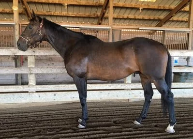Commander found his home as a pasture pet! He came to us lame and severely underweight. We provided veterinary care and diagnostics, and found he had degenerative navicular disease. With proper shoes and pain relief, he became much more comfortable. He is no longer a riding horse but has his pasture and people to take care of him. We wish him well.