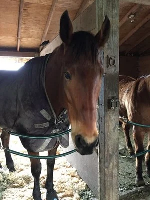 Meet Mikey - a S2CR success story. We rescued Mikey from being a sick and hungry shadow of his former self. We were able to provide medical attention, training and FOOD - lots and lots of food. We then matched him with an incredible family and his pampering continues to this day. His great new mom has kept him at Strong Stables, so we can still say hi to him every day! OLLIE - We found Ollie a wonderful home in Sonoma. He found his retirement family. We provided him with joint support, medication to help inflammation and got him in some shoes to take the pressure off his heel. Now sound the family promises to keep up his medical regime. August 2017